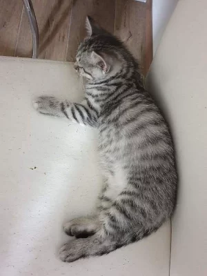 Prodám Britské kotě Whiskas tečkovaná (tygřík)