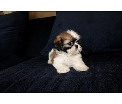 Krásné krásné štěňata shih tzu