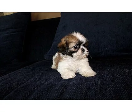 Krásné krásné štěňata shih tzu