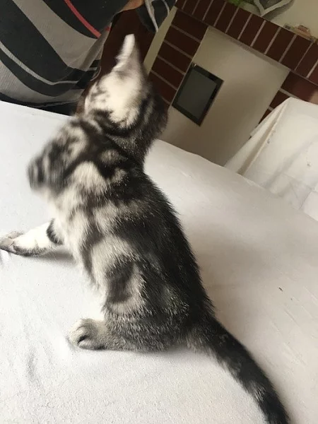 ❤️ Whiskas britská kotatka ❤️