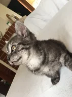 ❤️ Whiskas britská kotatka ❤️