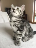 ❤️ Whiskas britská kotatka ❤️
