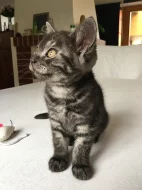 ❤️ Whiskas britská kotatka ❤️