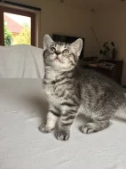 ❤️ Whiskas britská kotatka ❤️