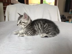 ❤️ Whiskas britská kotatka ❤️
