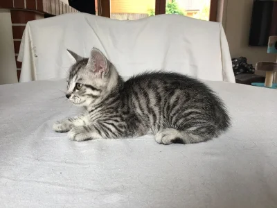 ❤️ Whiskas britská kotatka ❤️
