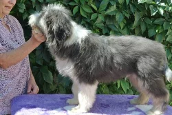 Bearded Collie