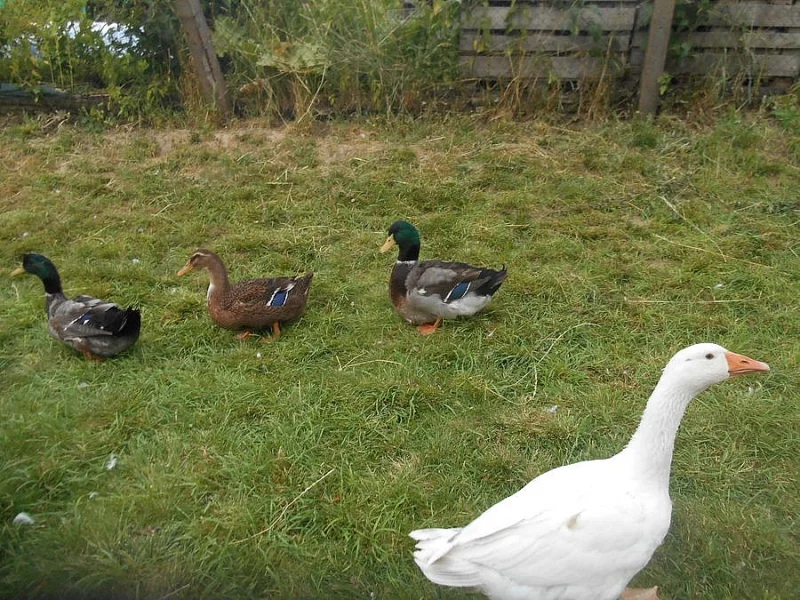 Ruánské kachny