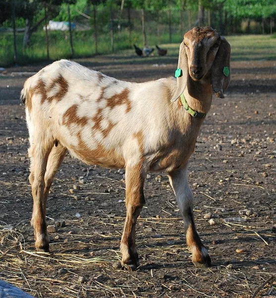 Anglonubijskou kozičku 100% AN bez POP prodám