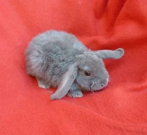 Zakrslý beránek králíček .
