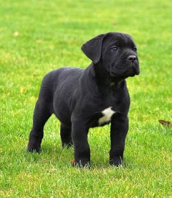 Štěňata cane corso s PP