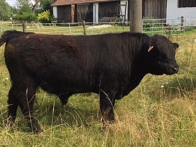 Prodám plemenného býka Galloway