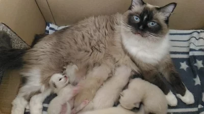 Koťátka ragdoll odběr od 5.9.2019