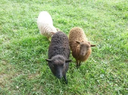 MINI OVEČKY