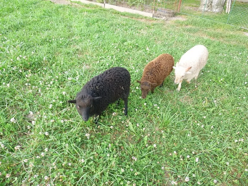 MINI OVEČKY
