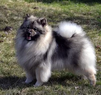 Vlčí špic Keeshond štěňata