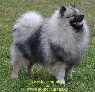 Vlčí špic Keeshond štěňata