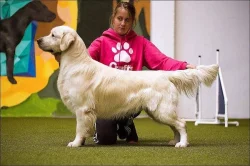 Zlatý retriever - Šteniatka s PP