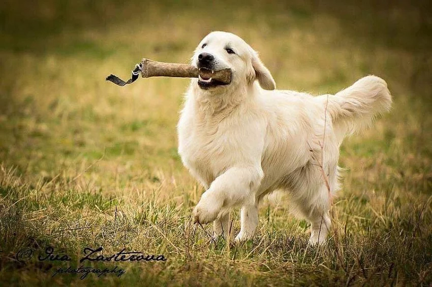 Zlatý retriever - Šteniatka s PP