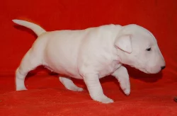 Miniaturní bulterier s PP