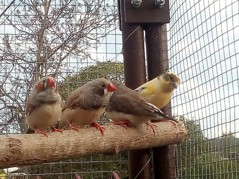 Andulky, papoušek zpěvavý, zebřičky