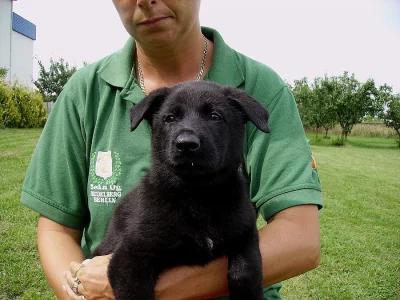 Německý ovčák štěńata vlkošedá celočerná