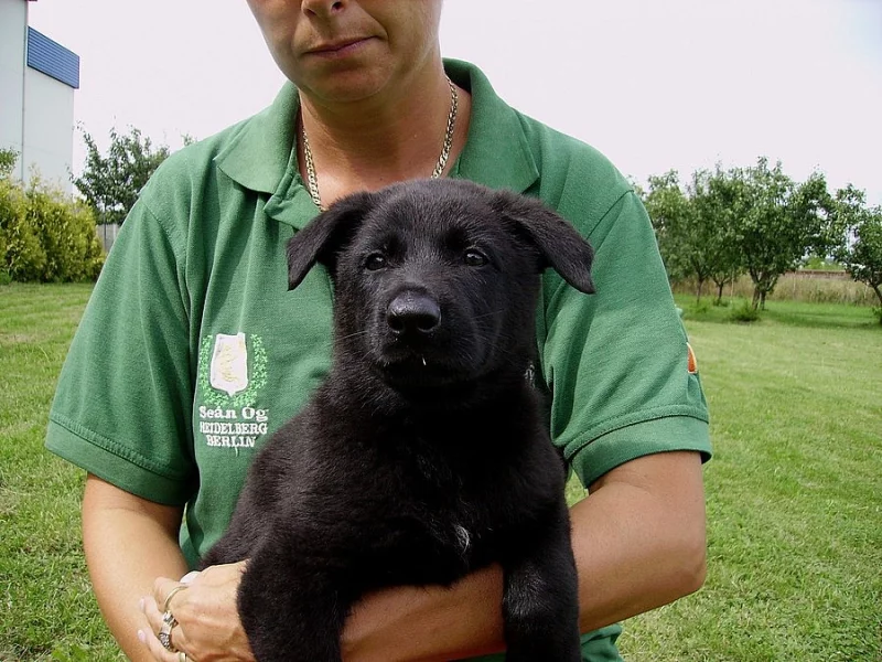 Německý ovčák štěńata vlkošedá celočerná