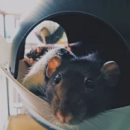 Darujeme potkánky
