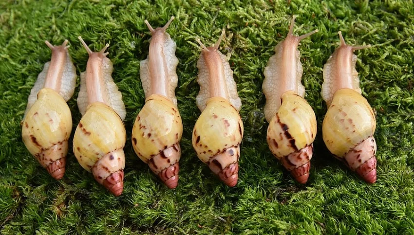 Šneci Lissachatina iredalei Zanzibar