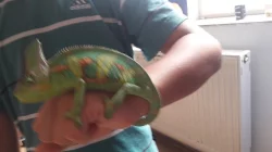 Chameleon jemensky