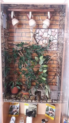 Chameleon jemensky