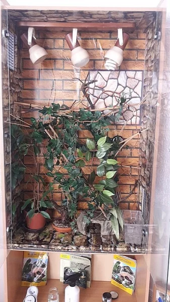 Chameleon jemensky