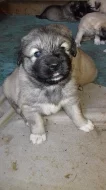 Kavkavsky pastevecky prs