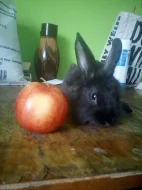 Králíčci