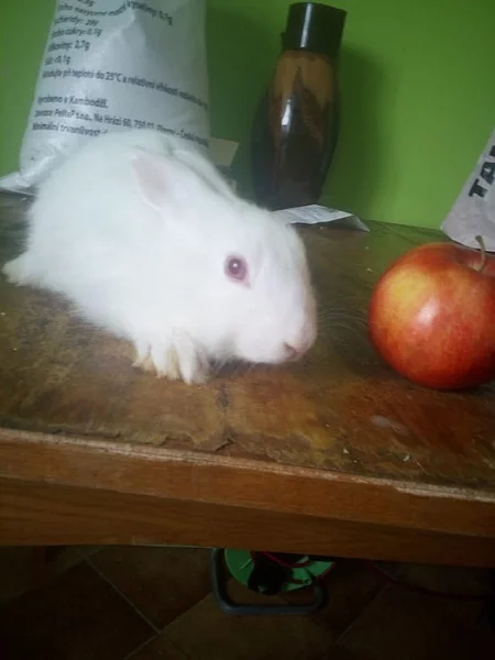 Králíčci