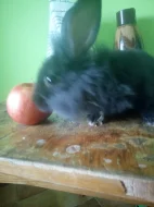 Králíčci