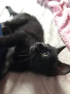 Vymazlená evropská koťátka