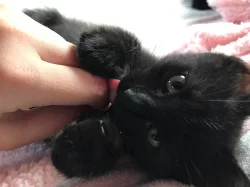 Vymazlená evropská koťátka