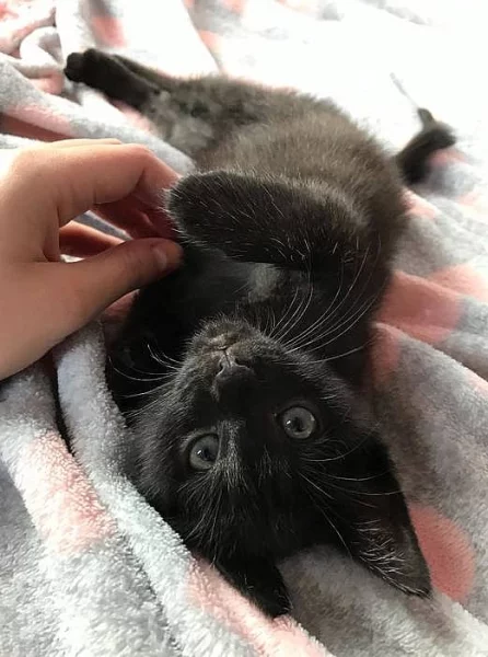 Vymazlená evropská koťátka