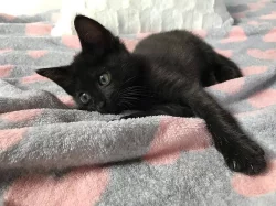 Vymazlená evropská koťátka