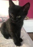 Vymazlená evropská koťátka