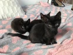 Vymazlená evropská koťátka