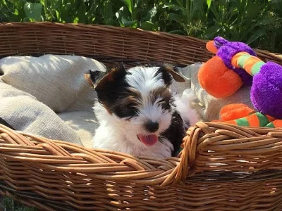 Nabízím štěňátka Biewer Yorkshire terrier s PP