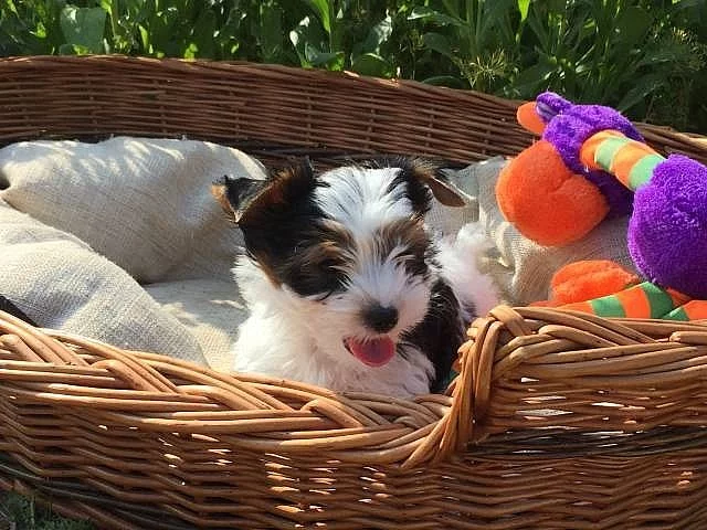 Nabízím štěňátka Biewer Yorkshire terrier s PP