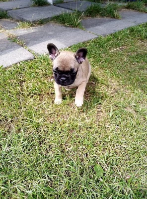 Mini francouzský buldoček