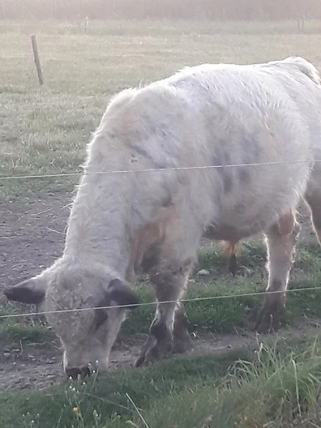 Prodám býčky Galloway