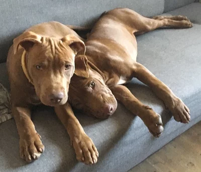 Americký pitbullteriér, pitbull