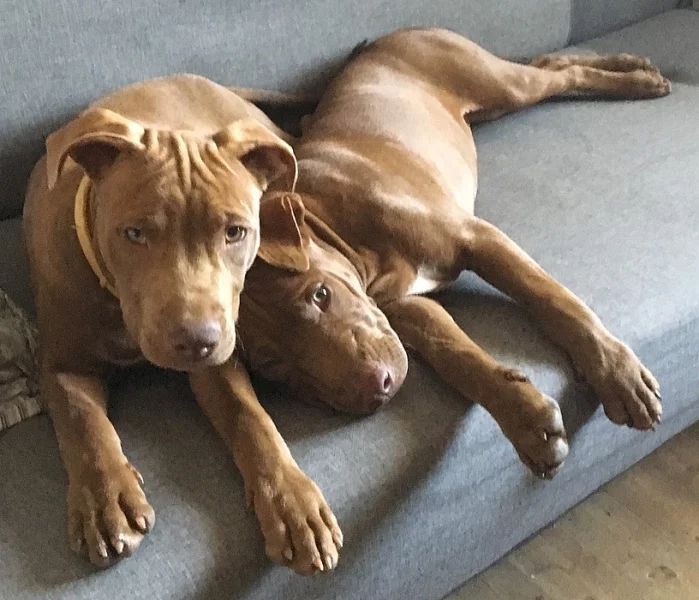 Americký pitbullteriér, pitbull