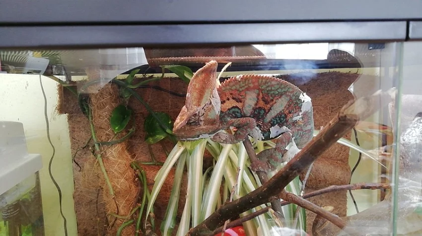 Chameleon jemenský