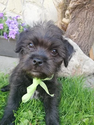 shih-tzu, šitzu